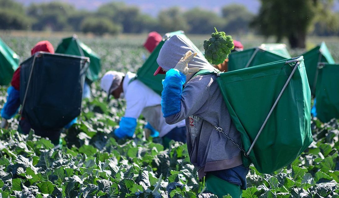 Aumento al salario mínimo a 14 dólares en Canadá afectará a jornaleros mexicanos
