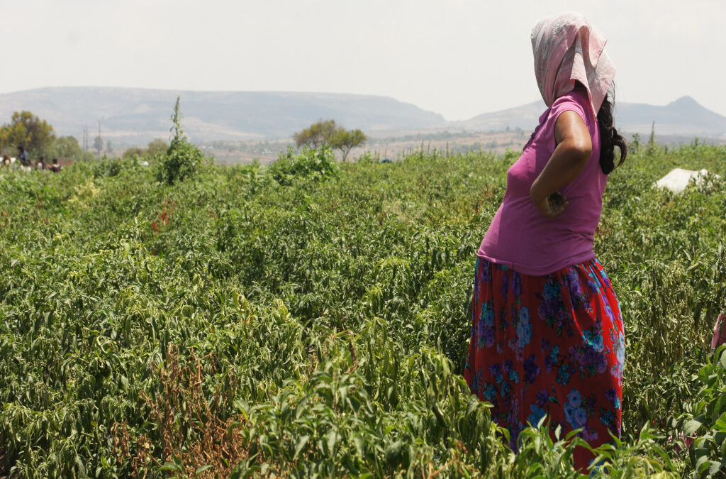 REPORTAJE: La invisibilización de la fuerza de trabajo de las Mujeres Jornaleras en México