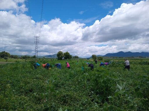 Certificado Laboral para la Agroexportación